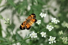 Silvery Checkerspot Butterfly 6