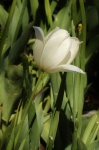 Single White Tulip on Green