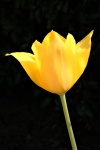 Single Yellow Tulip On Black