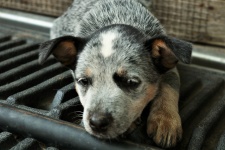 Sleepy Blue Heeler Puppy-close-up