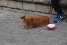 Small Dog As Busker