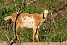 Smiling Goat Standing on Tree