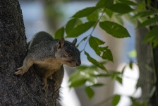 Squirrel Eyes Closed On Tree