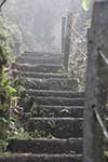 Stairs on a path in the rain forest