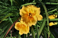 Stella de Oro Flowers Close-up