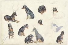 Studies Of A Doberman Dog