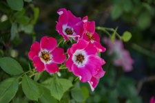 Sweetbrier roses