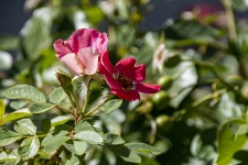 Sweetbrier rózsa