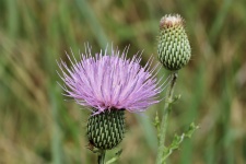 Texas Thistle Wildflower And Bud