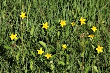 Texas Yellow Star Wildflowers