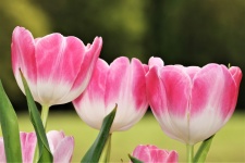 Close-up de três tulipas cor de rosa