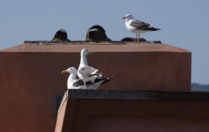 Three sitting gulls