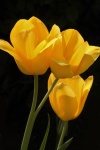 Drie gele tulpen op zwart