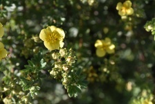 Drobná žlutá Wildflower