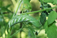 Tabaco Hornworm comendo folha de planta