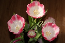 Bovenaanzicht van roze en witte tulpen