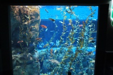 Toronto Ripleyovo akvárium