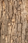 Träd bark bakgrund