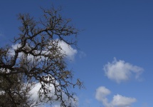 Ramuri de copaci și cer albastru
