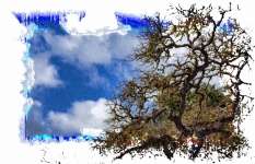 Ramuri de copaci și cer albastru
