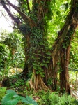 Arbore în pădurea tropicală