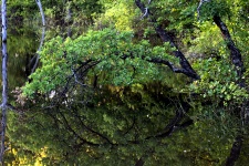 Tree Reflecting on Pond in Summer