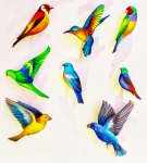 Tropiska fåglar