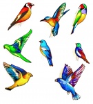Kresba tropických ptáků