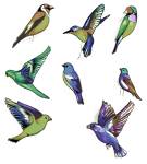 Aves Tropicais Transparentes