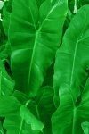 Tropické zelené listy
