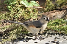 Tufted Titmouse Close-up 3