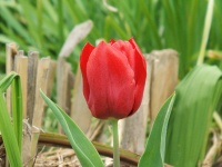 Piros tulipán a kertben