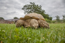 Turtle pe o iarbă