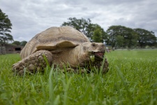 Turtle on a grass