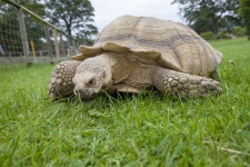 Turtle pe o iarbă
