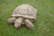 Żółw na trawie