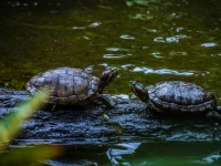 Two Green Turtles