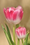 Two Pink and White Tulips Close-up