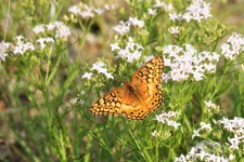 Variegated Fritillary Butterfly 11