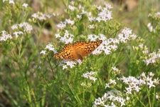 Variegated Fritillary Butterfly 9