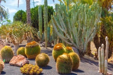 Verschillende cactussen