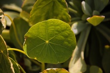 Veining On Round Nasturtium Leaf