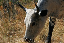 Widok na wypas bydła szarego nguni