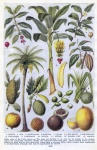 Vintage tropische gewassen