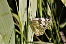 Primer plano de la mariposa blanca occid