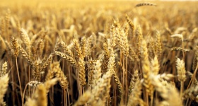 Fundo de campo de trigo
