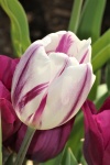 White and Purple Tulip Close-up