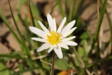 Fiore bianco Anemone Wildflower
