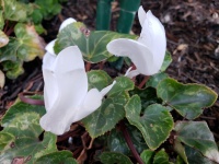 White Flower Groundcover
