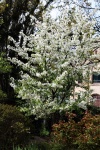 White Flowering Tree In Park